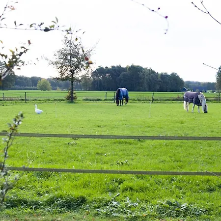 Oostendorp Meddo